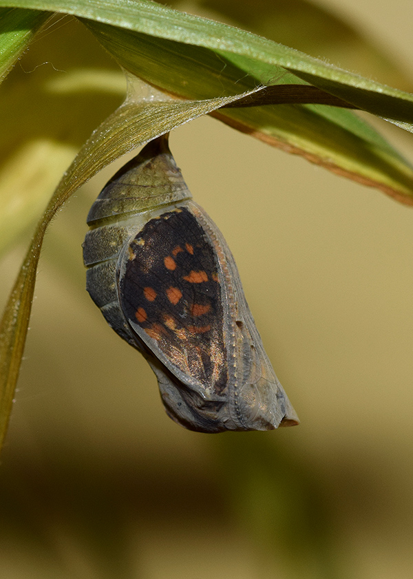 Pararge aegeria - Nymphalidae Satyrinae